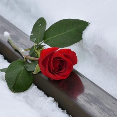 Rosa neve